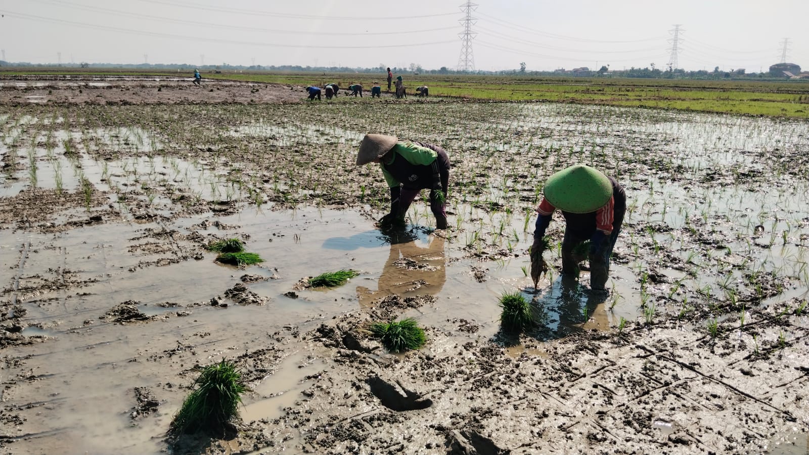 Petani Warureja Kabupaten Tegal Krisis Air ‎