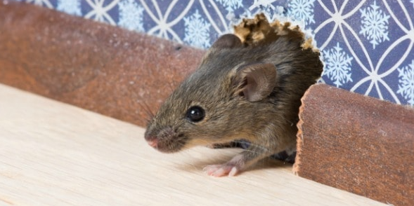 6 Tips Efektif yang Bisa Anda Lakukan untuk Mengusir Tikus Dirumah