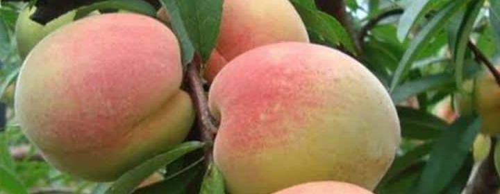 Ini Dia kandugan Gizi dan 3 Khasiat Buah Peach Untuk Kesehatan Tubuh Kita