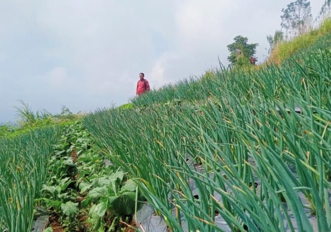 Harga Bawang Teropong di Kabupaten Pemalang Anjlok 