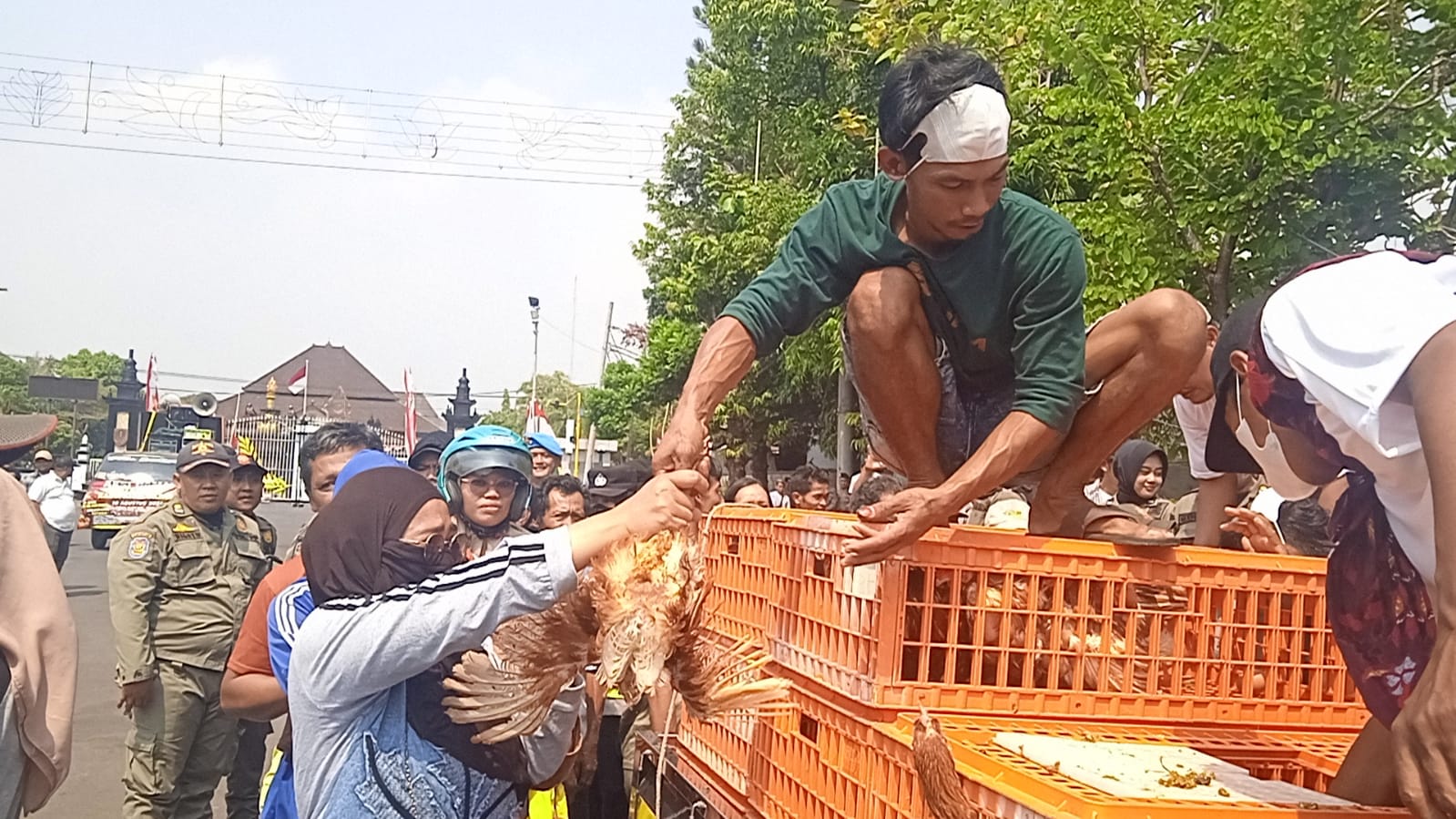 Ironi di Balik Aksi Peternak Batang Bagi 600 Ayam Gratis 
