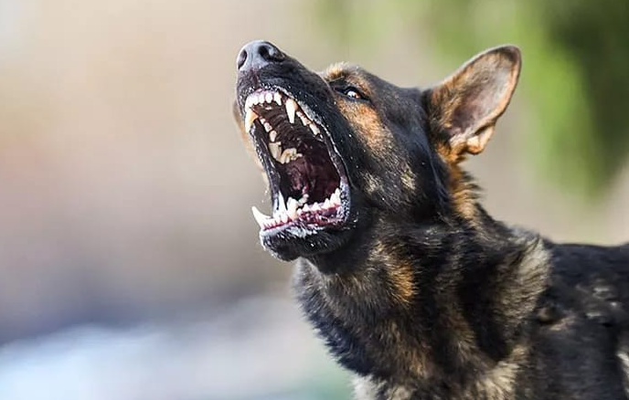 Ini Ciri-ciri Anjing Terkena Rabies yang Perlu Anda Waspadai! Perhatikan Peliharaan Anda