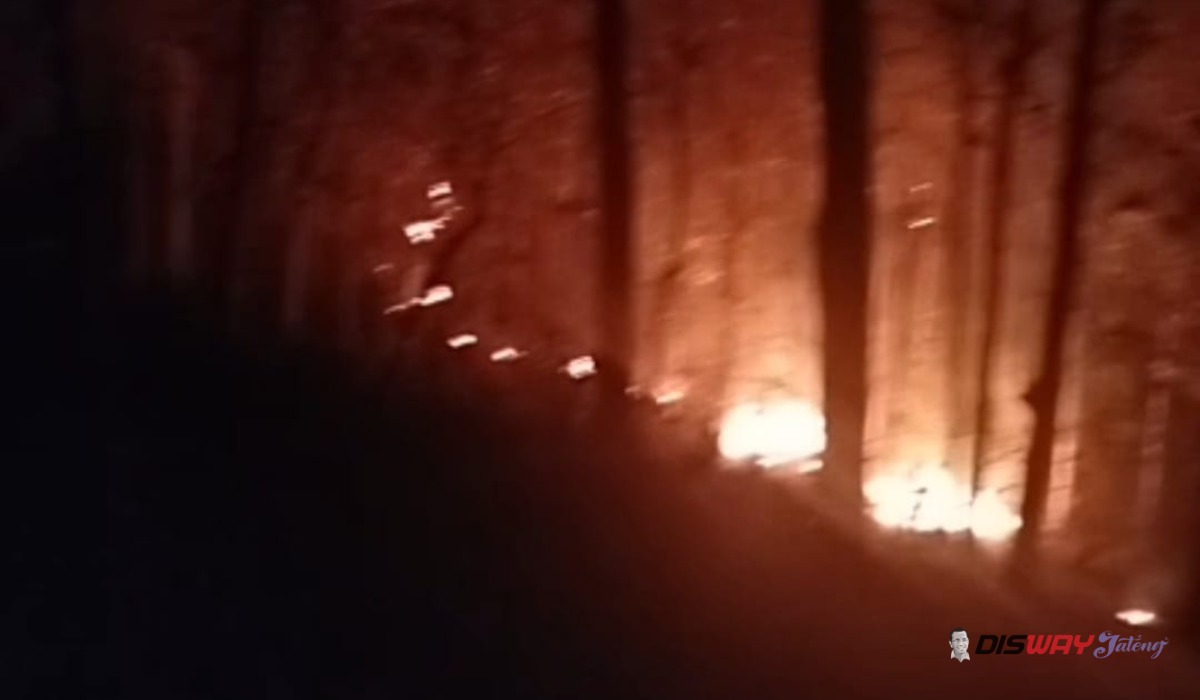 Kebakaran Hutan Perhutani Buayan Kebumen, 1 Hektare Lahan Terbakar