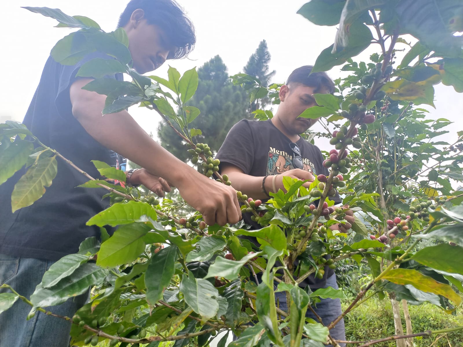 Hasil Produksi Kopi di Kabupaten Tegal Terbatas, Bikin Petani Kesulitan untuk Ekspor