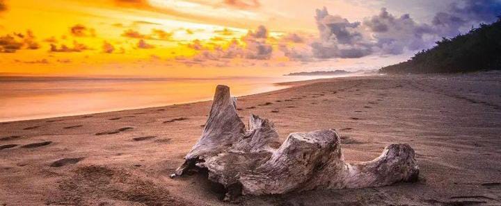 Pantai Petanahan: Pantai yang Indah dengan Hutan Cemara