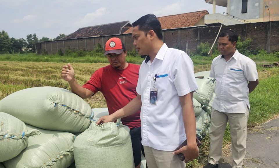 Bulog Soloraya Kejar Target 93.750 Ton di Puncak Panen