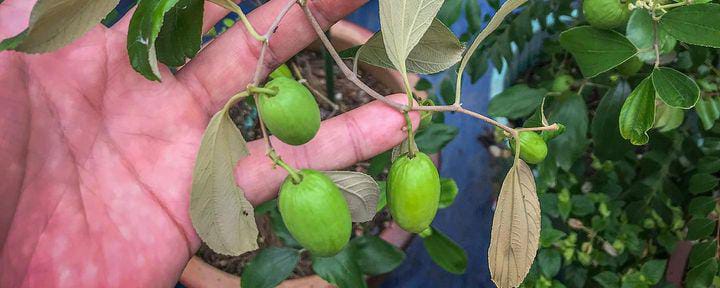 Jarang diketahui, Ini Dia 6 Manfaat Buah Bidara Bagi Kesehatan