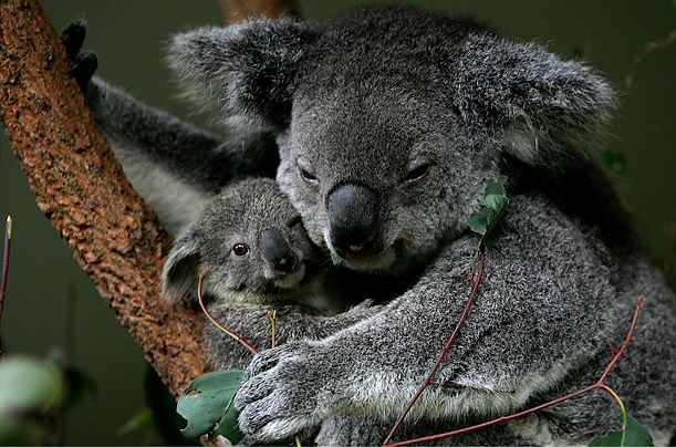 Inilah Fakta Unik Dibalik Kegemasan Hewan Koala, Apa Saja?