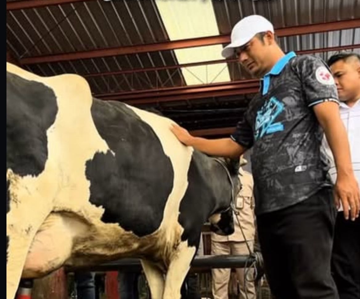 APPSI Jateng dan PT Bumen Redja Abadi Magelang Gelar Kontes Sapi Season 2, Sapi 1 Ton Jadi Sorotan
