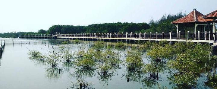 Mangrove Park Pekalonga: Destinasi Wisata untuk Berlibur