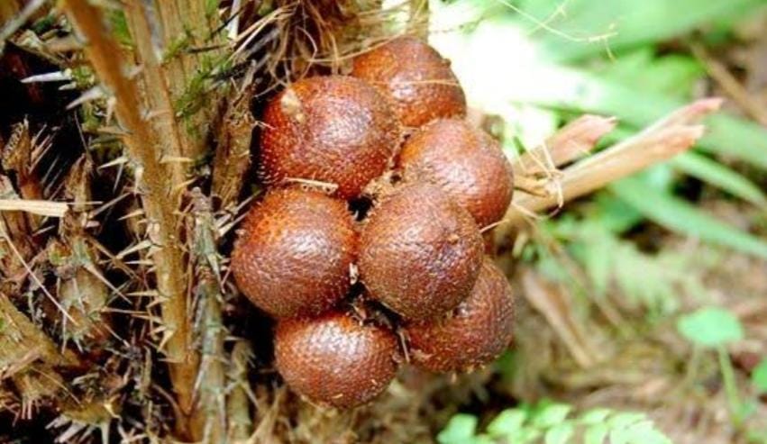 Ingin Menanam Buah Salak? Ikuti Langkah-Langkah Berikut