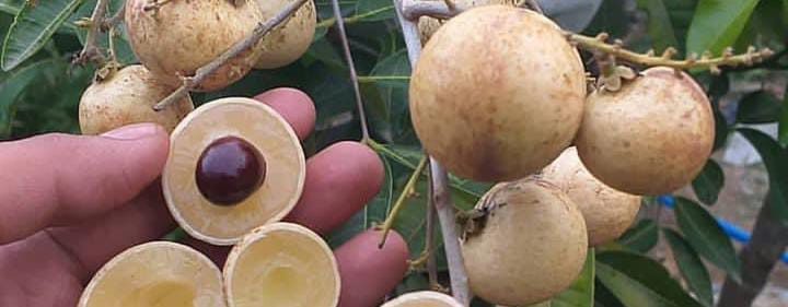 6 Manfaat Buah Kelengkeng untuk Kesehatan Tubuh Kita 