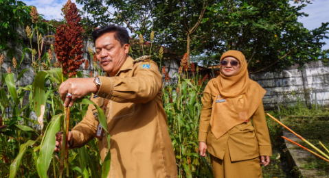 Pengembangan Tanaman Sorgum di Salatiga, Langkah Strategis Hadapi Tantangan Pangan 