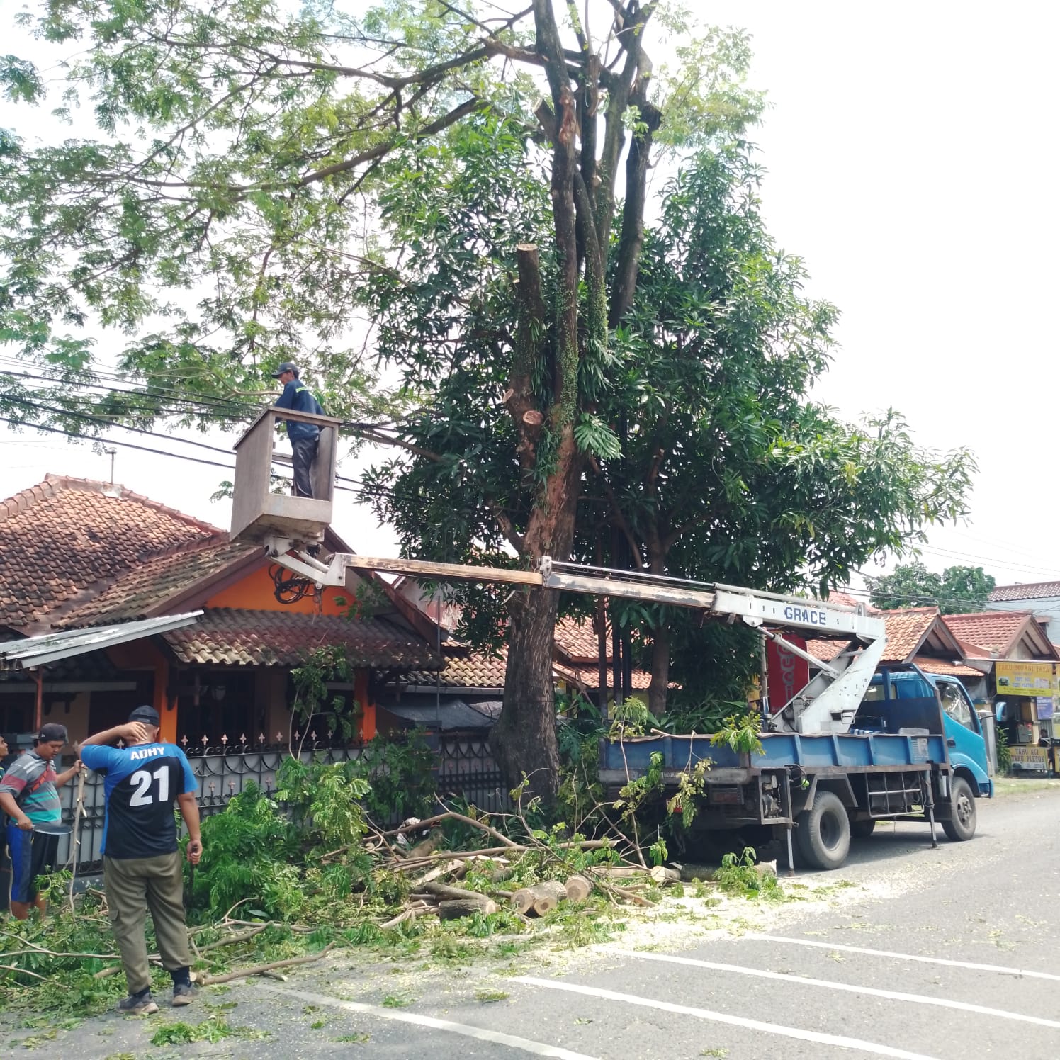 DLH Tegal Gelar Perambasan Pohon Areal Jantung Kota 
