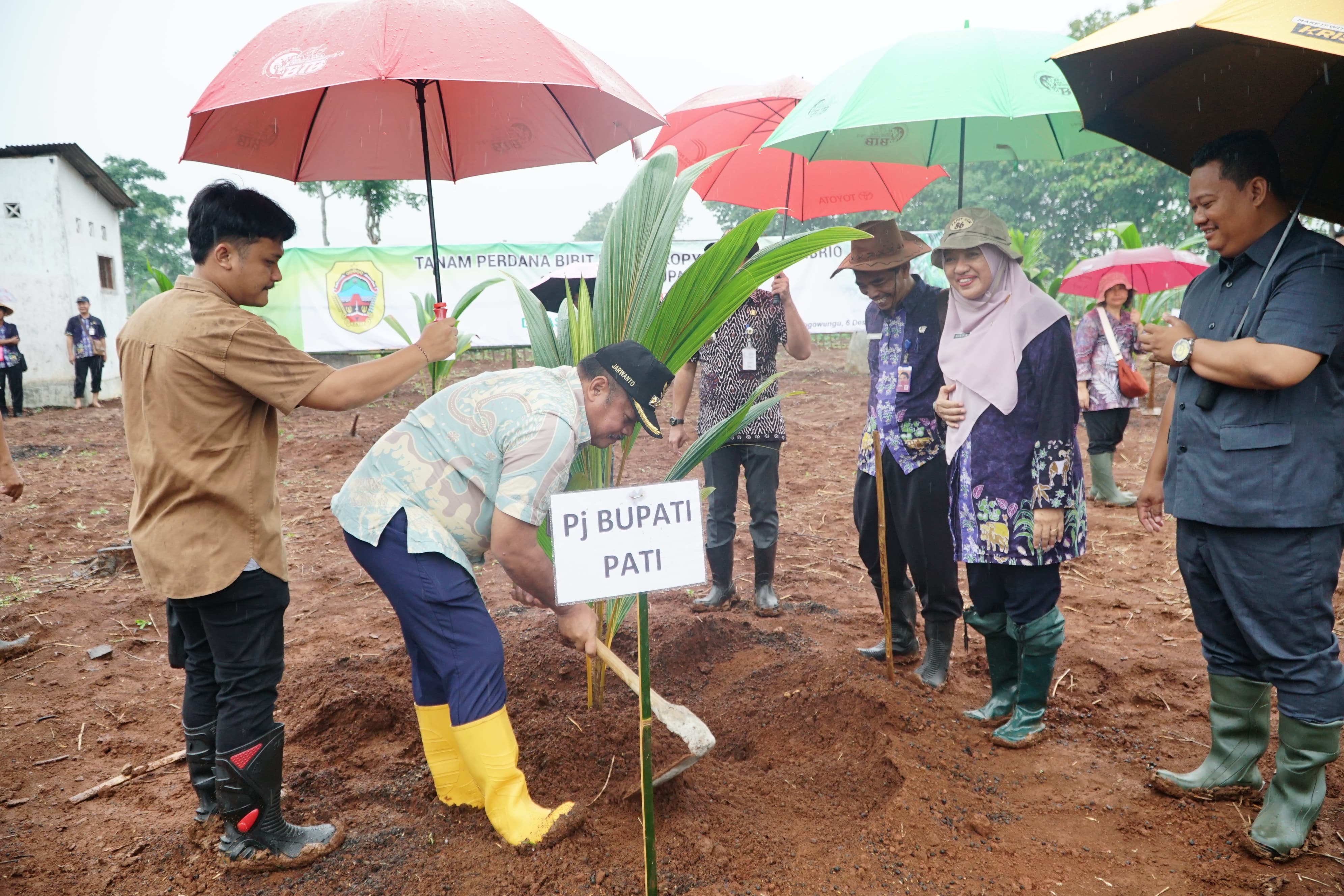 Kembalikan Kejayaan Sentra Kopyor,  Pati Agresif Budidayakan Kelapa Multi Manfaat