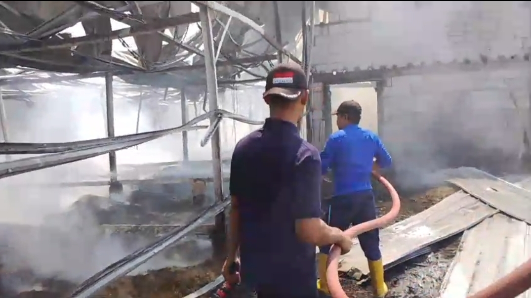 Kerugian Mencapai Rp 600 Juta, Kandang Ayam di Kayen Pati Hangus Terbakar