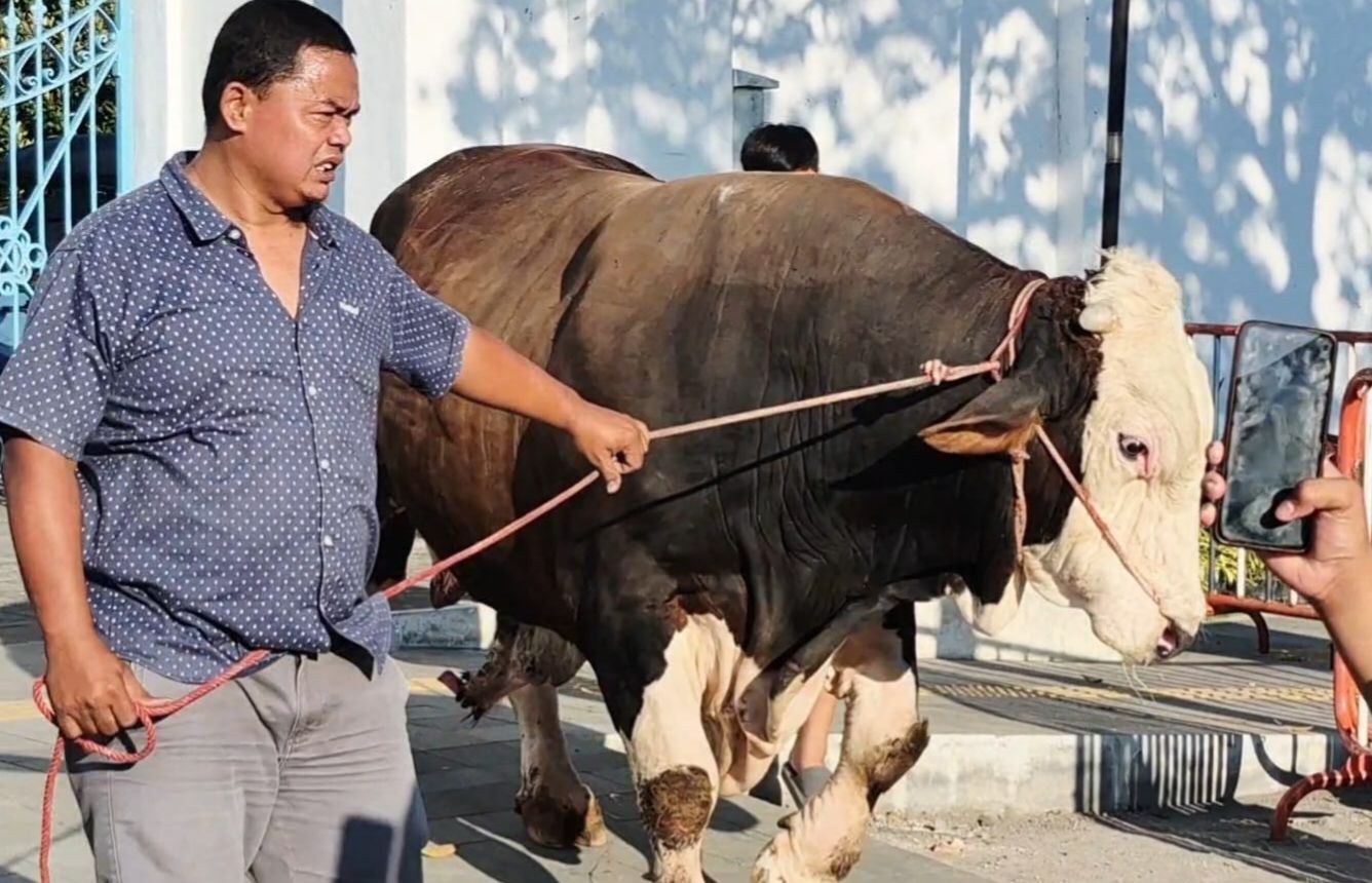 Janaka, Sapi Gemoi Kurban Presiden Prabowo, Bobot 1,19 Ton Disembelih Masjid Agung Solo