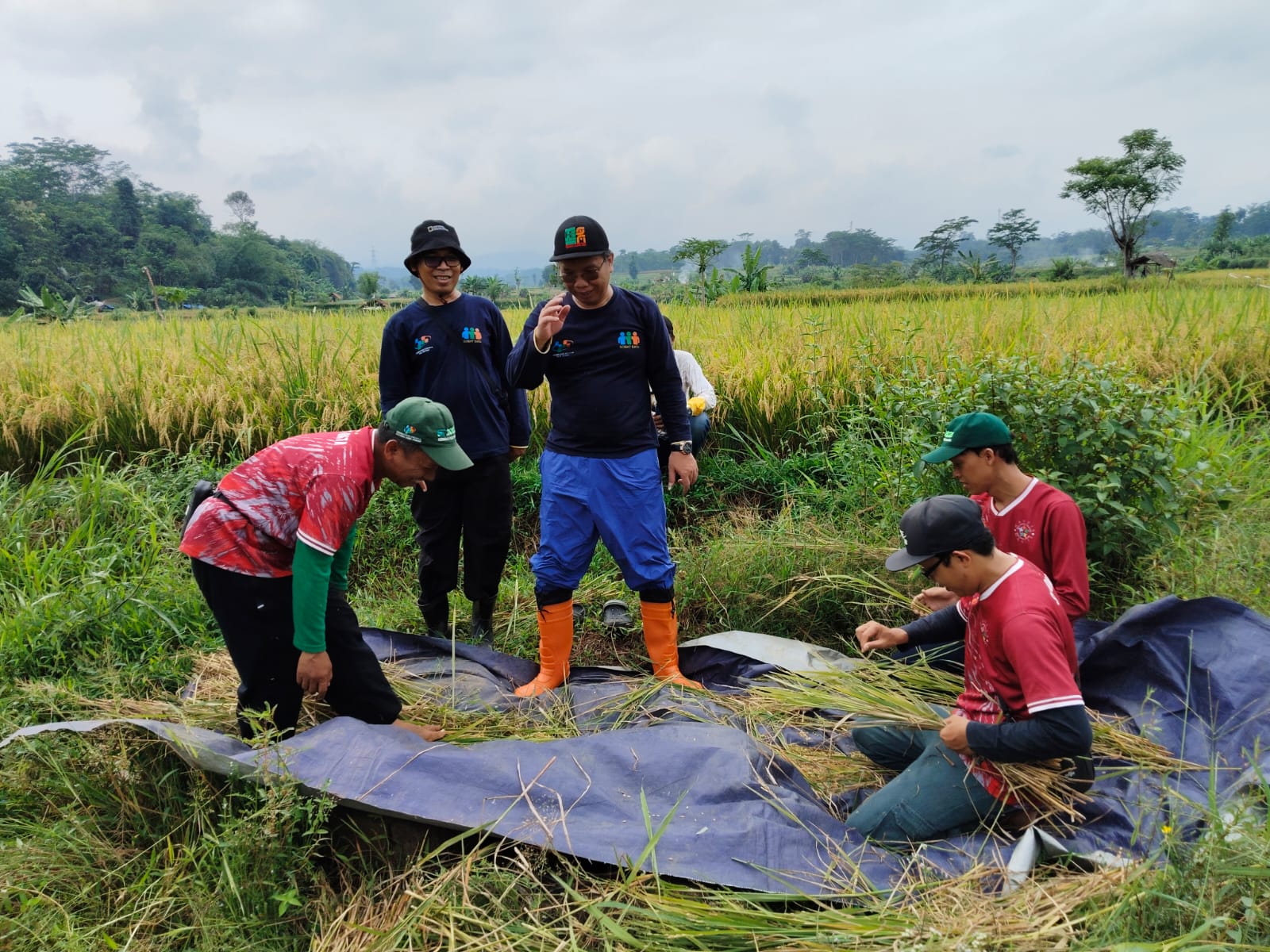 Dampak El Nino, Produksi Padi Kabupaten Batang Turun 6,43 ribu Ton pada 2024 