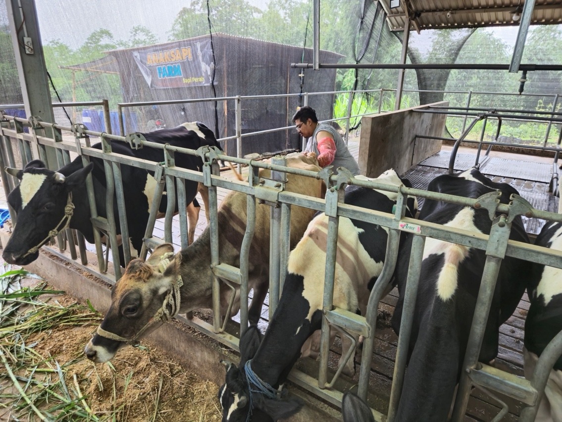 BRI Perkuat Ekonomi Lokal Lewat Program Klaster Unggulan Peternak Sapi Perah  