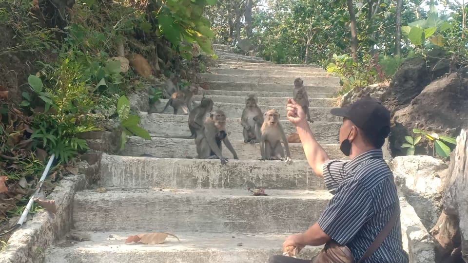 Tak ada Makanan, Ratusan Monyet Turun ke Pemukiman Warga di Cipajang Brebes 