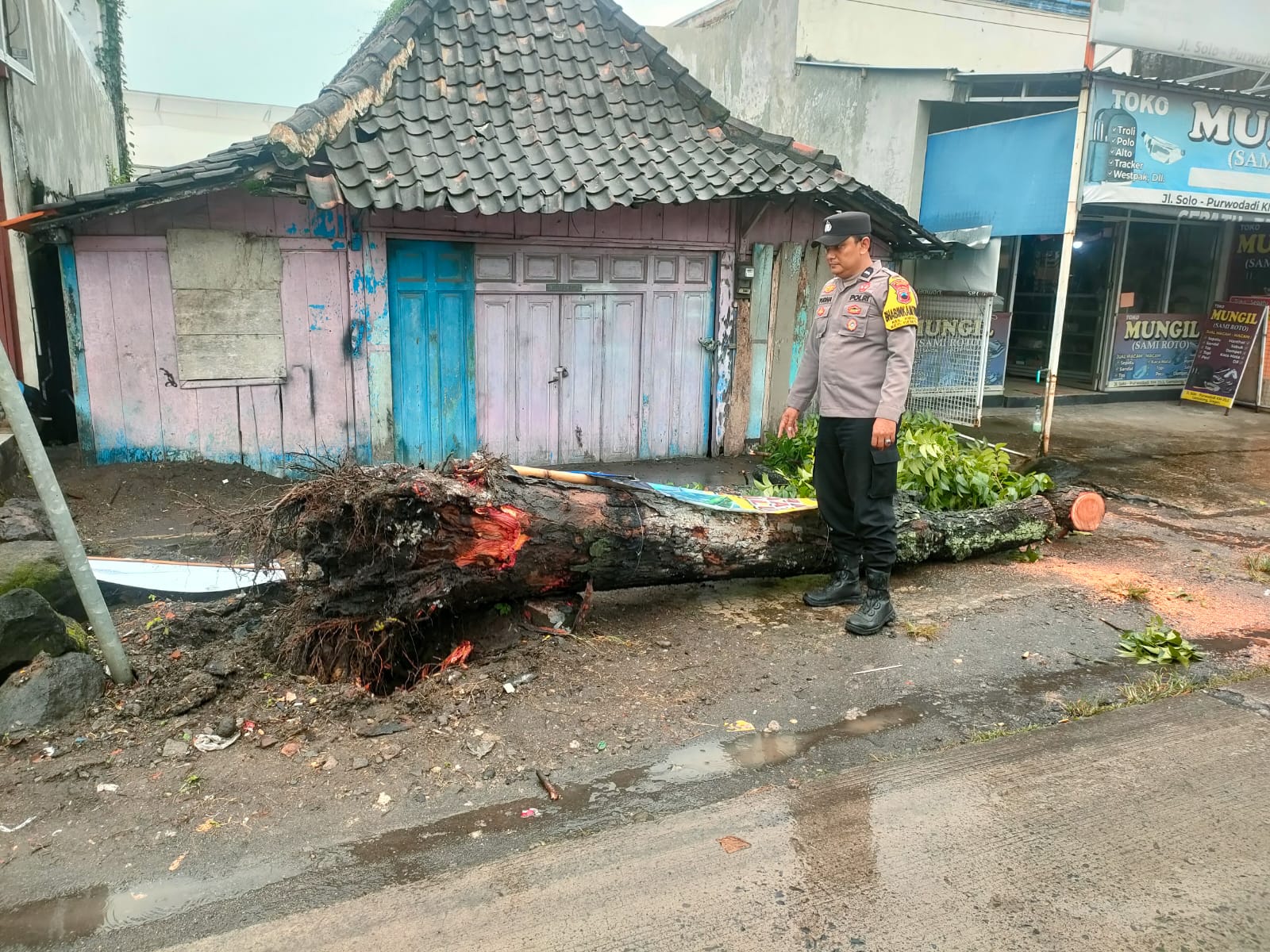 Diterjang Angin, Pohon Roboh Timpa 3 Pengendara Motor