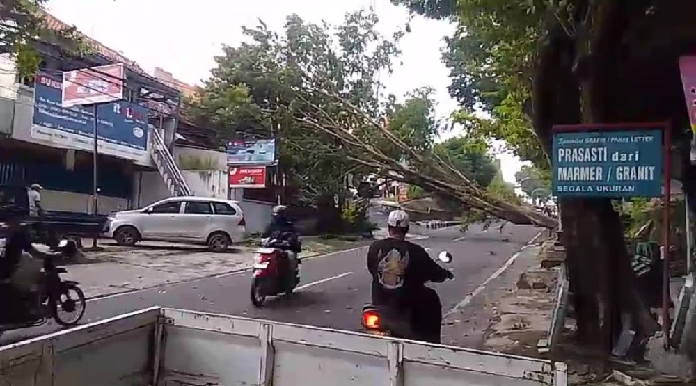 Disperkim Semarang Kekurangan Armada Perawatan Pohon, Baru Punya 7 Unit untuk 16 Kecamatan