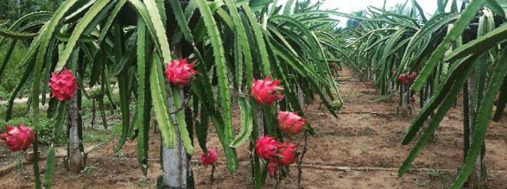 5 manfaat Buah Naga bagi Kesehatan Terutama Bagi Penyakit Kanker