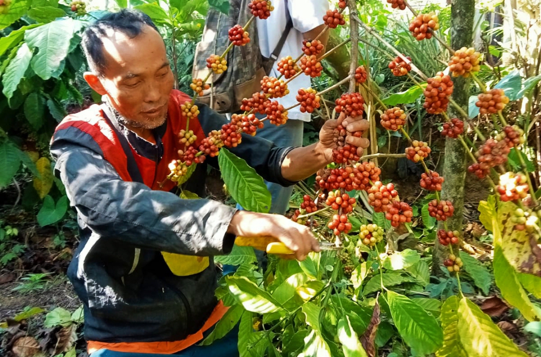 Harga Kopi di Kabupaten Pemalang Tinggi