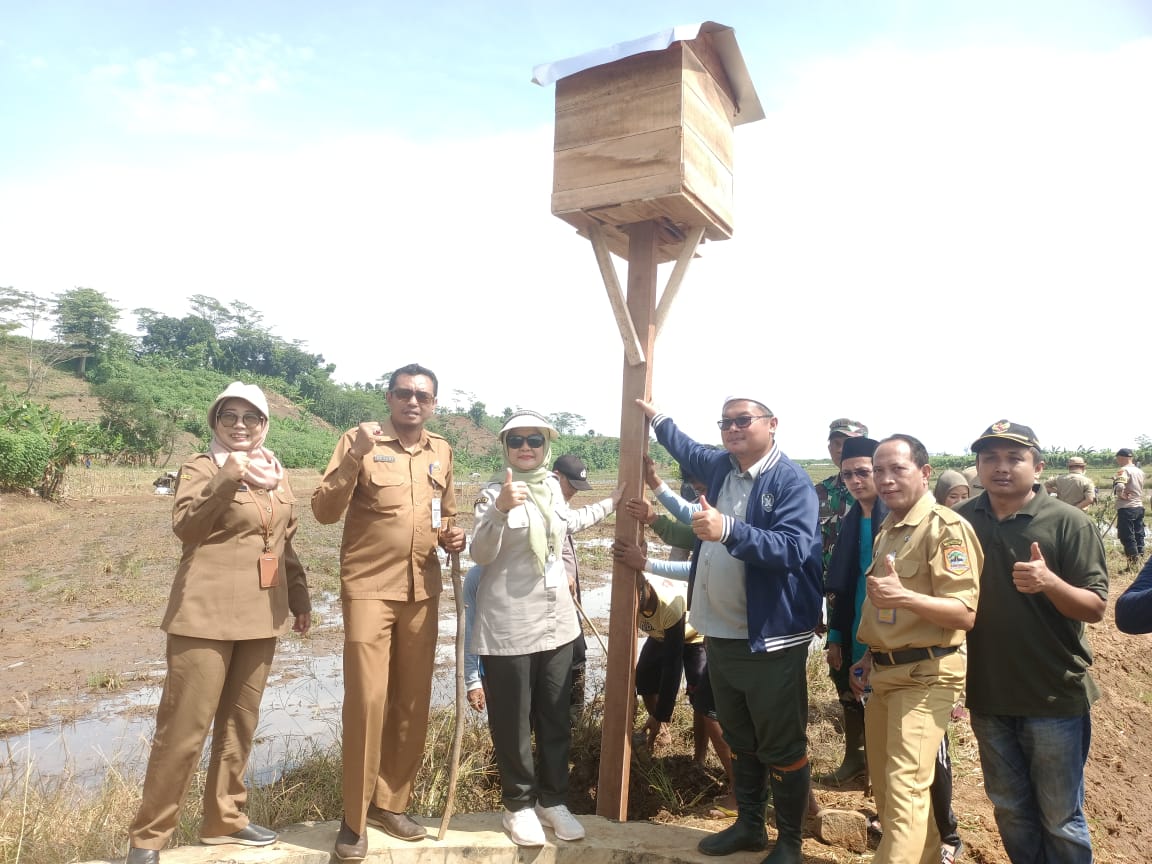 Diawali 300 Ayat Kursi, Pemkab Batang dan Ratusan Petani Gropyok Tikus di 150 Hektare Sawah Ponowareng