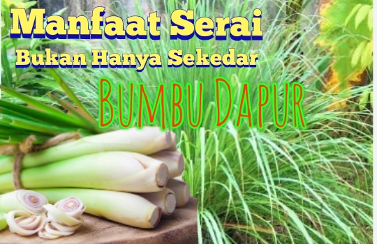 Ajaib! Ini Lho Manfaat Serai Selain Pelengkap Bumbu Dapur