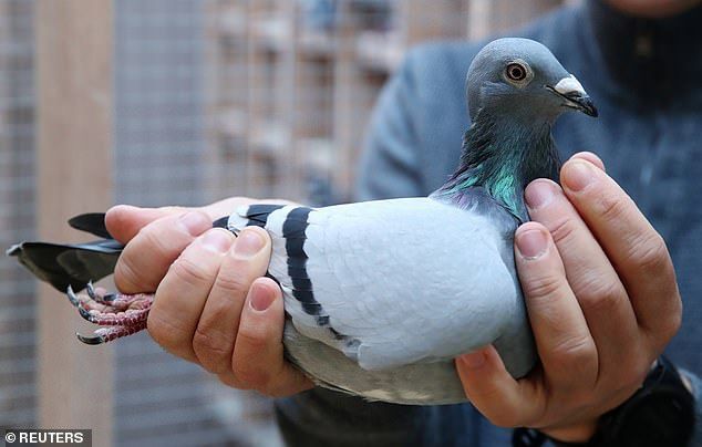 Seharga Rumah? Inilah 10 Jenis Burung Termahal di Dunia, Ada Yang Capai 1,2M!