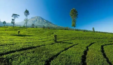 Daya Tarik Kebun Teh Medini Kendal yang Menjadi Tujuan Wisata Menarik 