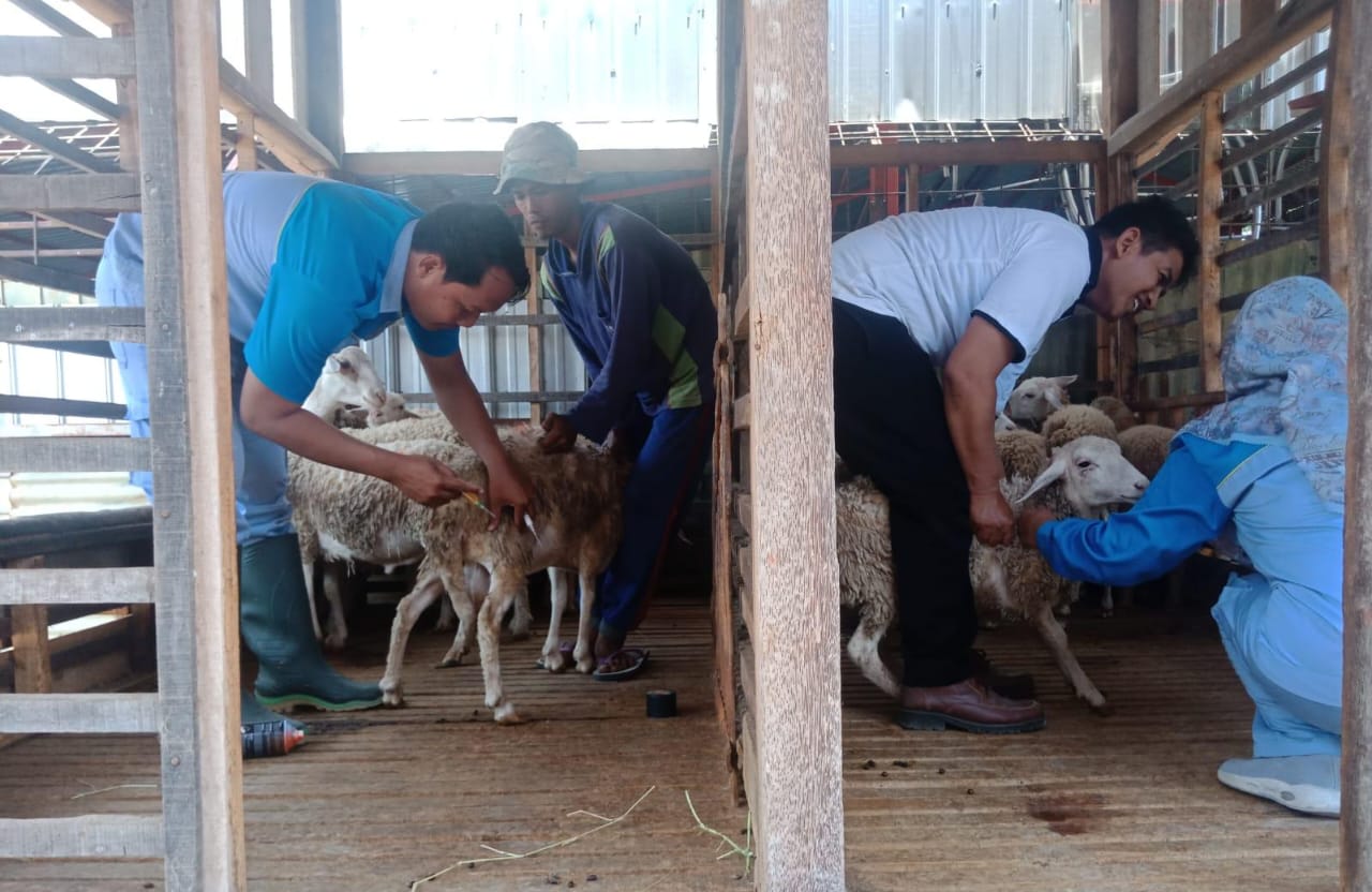 Cegah Penyakit Mulut dan Kuku,74 Ekor Kambing di Kabupaten Tegal Divaksin