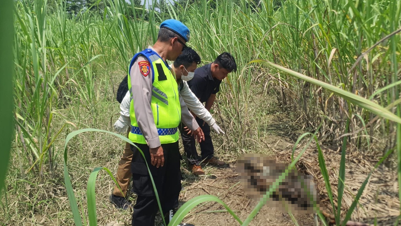 Polisi Evakuasi Kerangka Manusia Tanpa Identitas yang Ditemukan di Lahan Tebu Pemalang