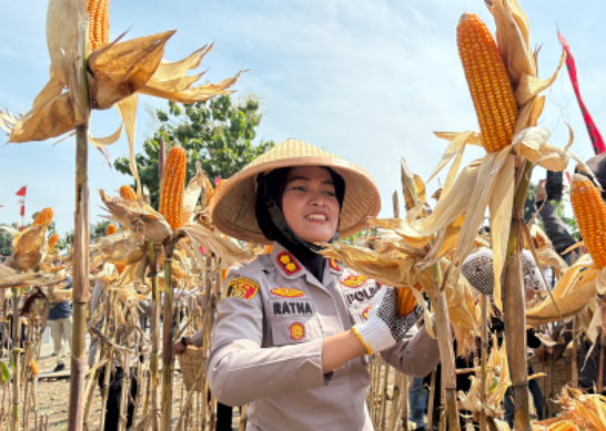 Panen kuartal IV, Polres Semarang Sumbangkan 45,94 Ton Jagung
