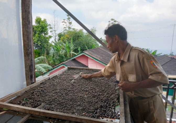 Harga Ceri Kopi Tingkat Petani di Kecamatan Pulosari Kabupaten Pemalang Naik