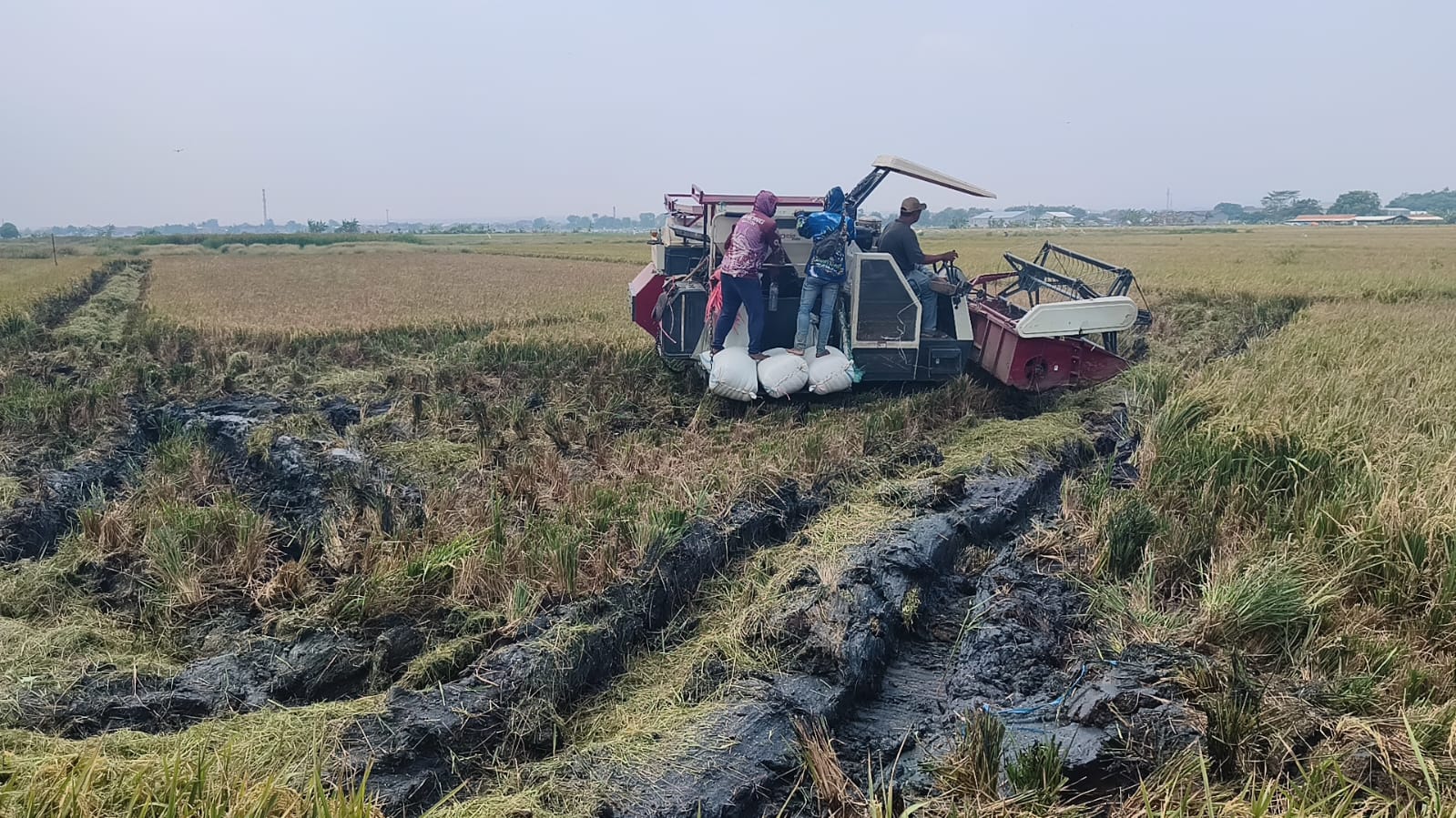 540 Hektare Sawah Batang Terdampak Rob, Luas yang Bisa Ditanami?