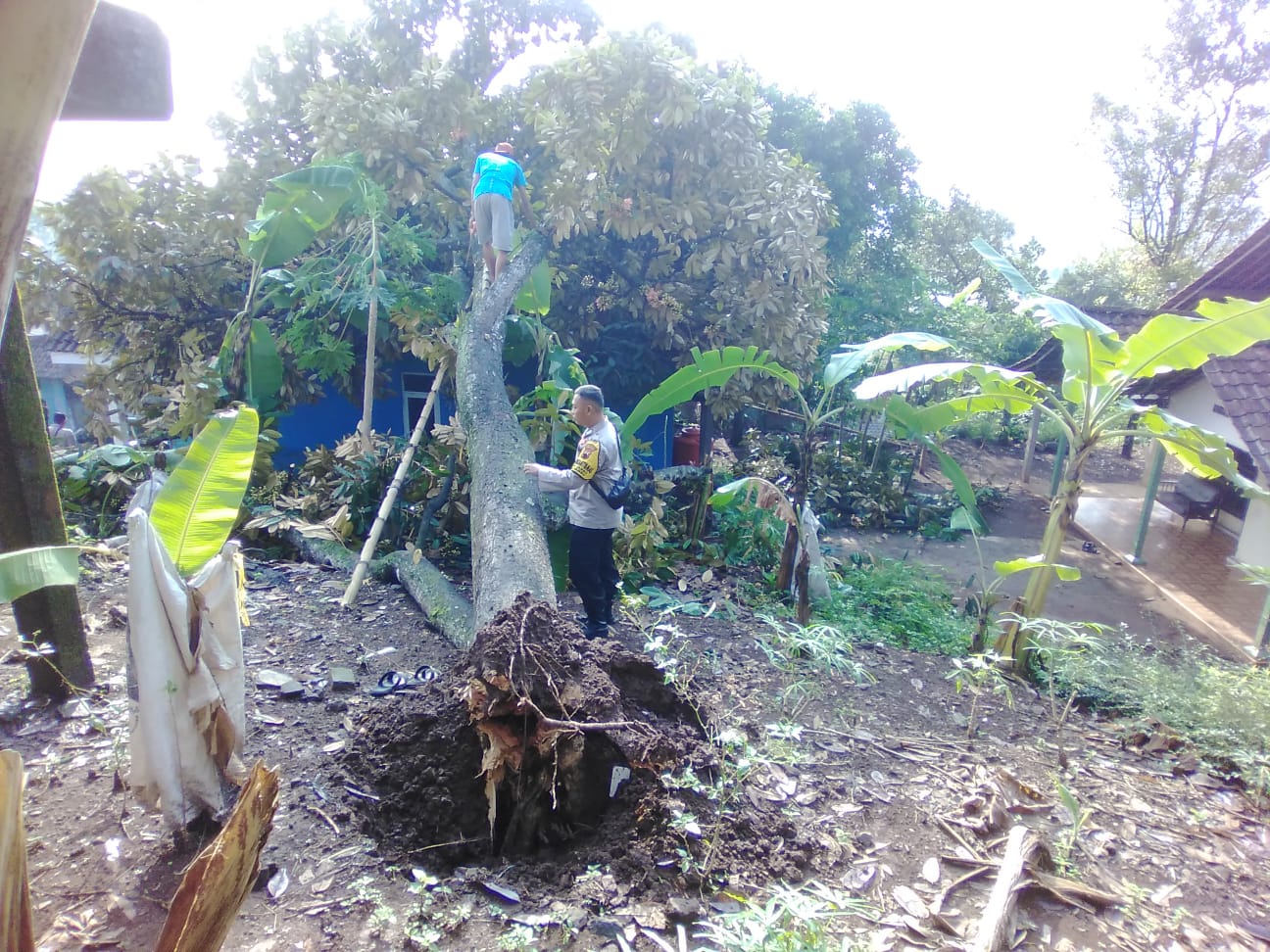 Hujan Lebat Disertai Angin, Pohon Durian Tumbang Timpa Rumah di Kecamatan Jambu