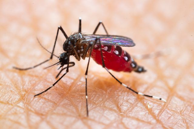 Bikin Tercengang! Inilah Fakta Menarik Tentang Nyamuk yang Jarang Diketahui