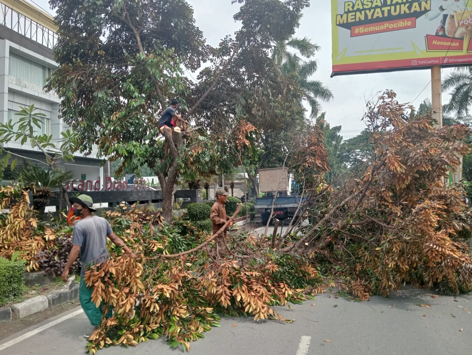 DLH Kabupaten Tegal Maksimalkan Perambasan Pohon Tepi Jalan