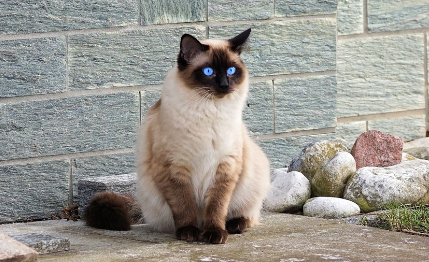 Mengenal 7 Karakteristik Kecantikan dan Keunikan Kucing Himalaya, Cocok Banget Dipelihara!