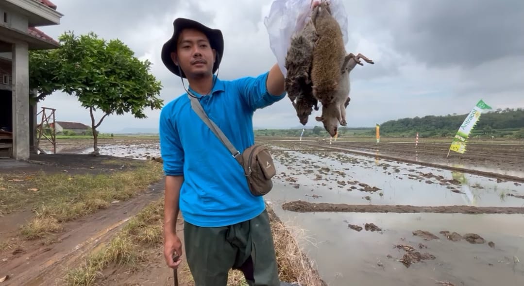 Petani Gringsing Batang Perangi Tikus Sawah Pakai Asap Belerang 