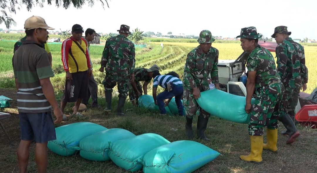 Tak Disangka Sawah Bekas Genangan Banjir Rob Berhasil Panen Padi