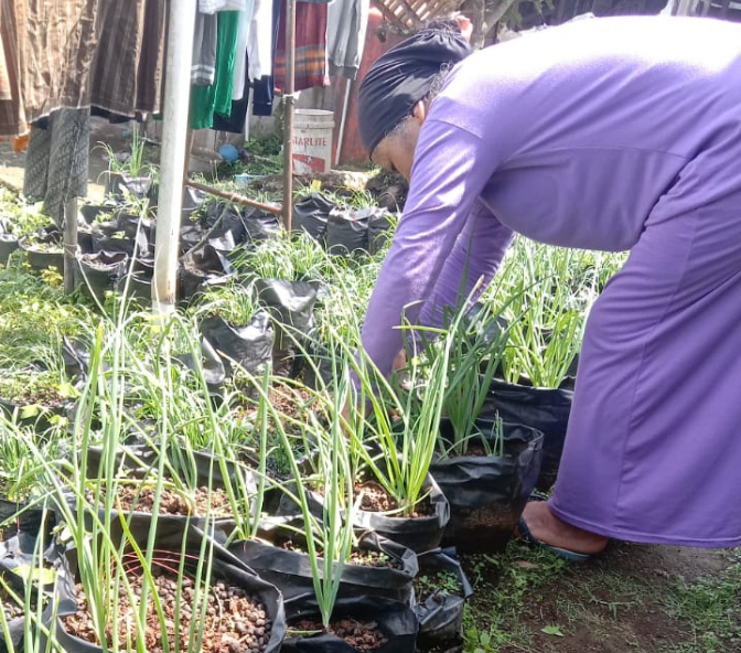 Harga Bawang Kucai Tingkat Petani di Kecamatan Pulosari Kabupaten Pemalang Mahal