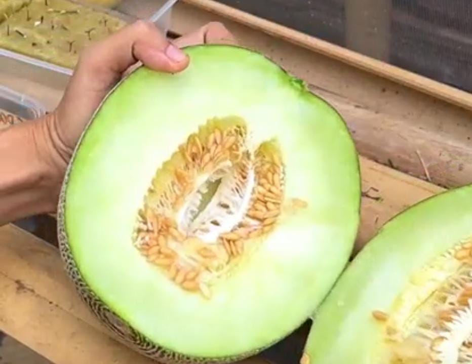 Melon, Buah Manis yang Bisa Meningkatkan Kesehatan dan Daya Tarik Anda