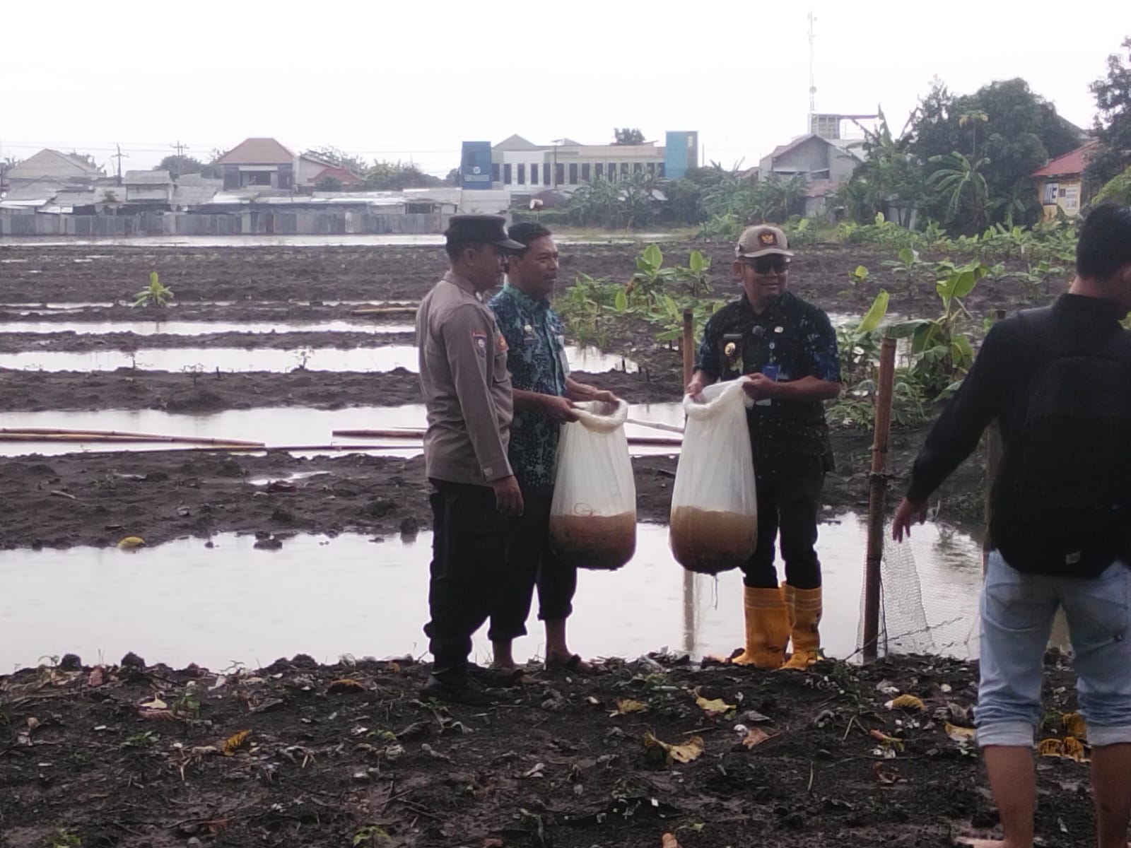 BUMDes Mejasem Tegal Panen Perdana Lele Mutiara, Dilanjut Tebar Benih Nila
