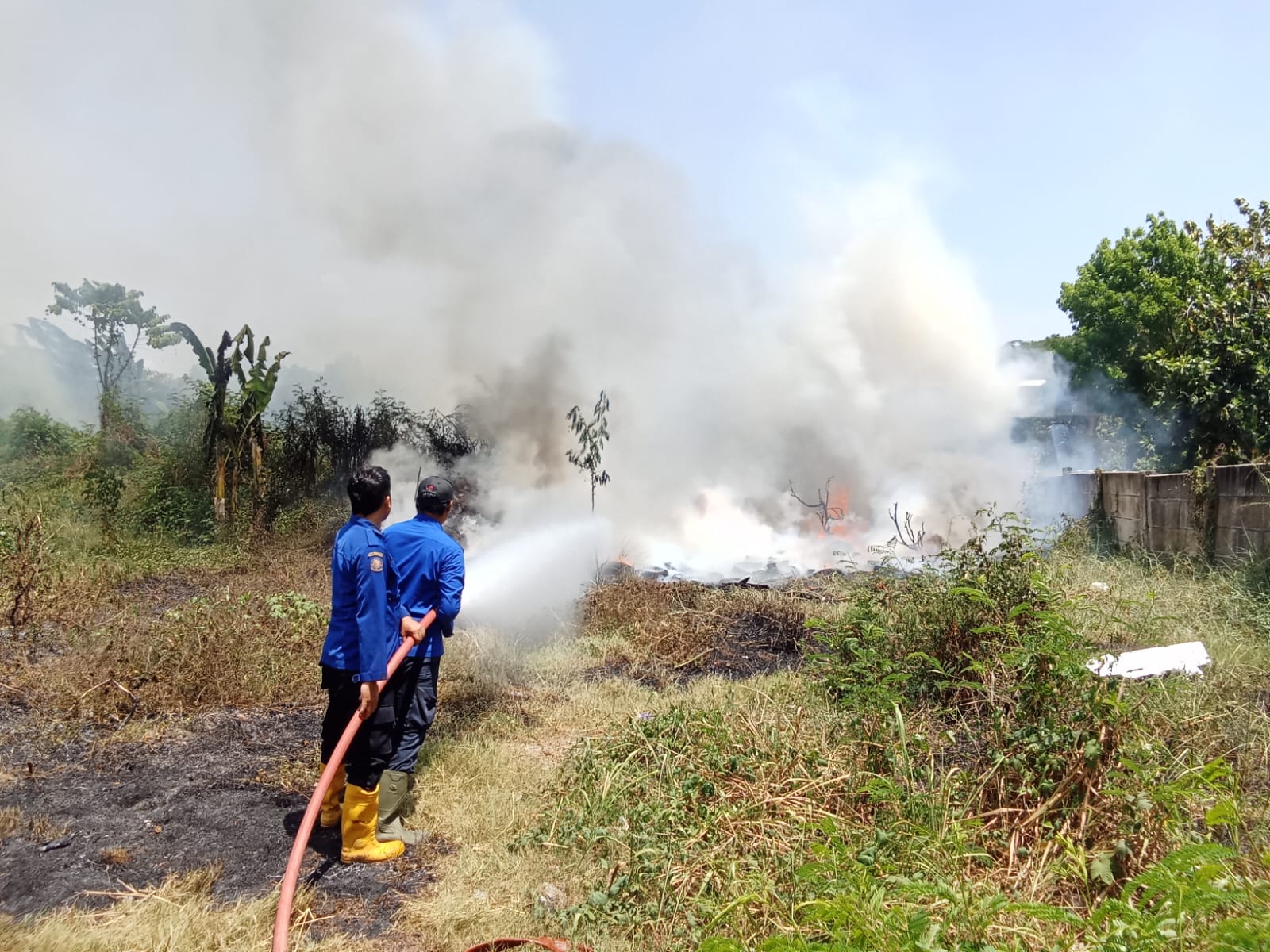 Alang-alang di Desa Ujungrusi Kabupaten Tegal Terbakar, Petugas Damkar Gercep ke TKP