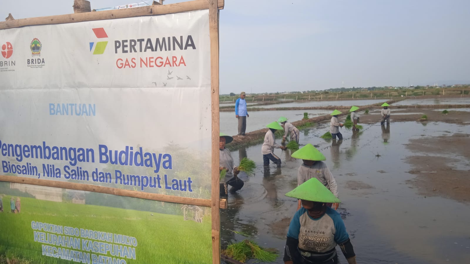 Apa Sih Program Minapadi di 30 Hektare Sawah Rob di Batang? Ini Kata BRIN