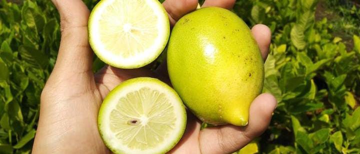 Ini Dia 7 Manfaat Buah Lemon untuk Kesehatan Tubuh Kita