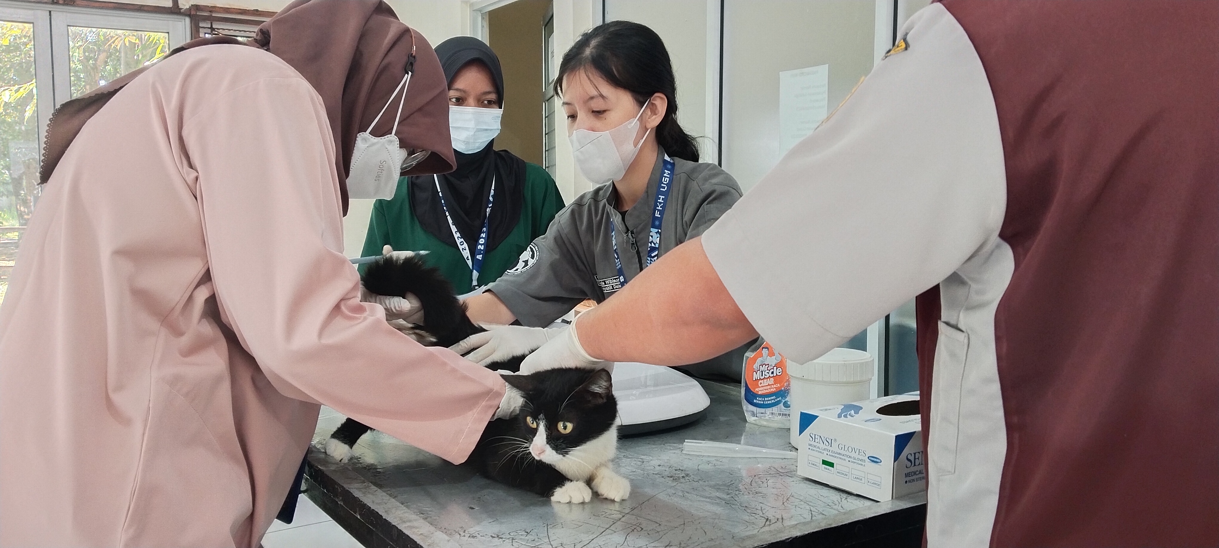 Cegah Ledakkan Populasi, Dispangtan Salatiga Lakukan Sterilisasi Kucing Kampung Gratis  